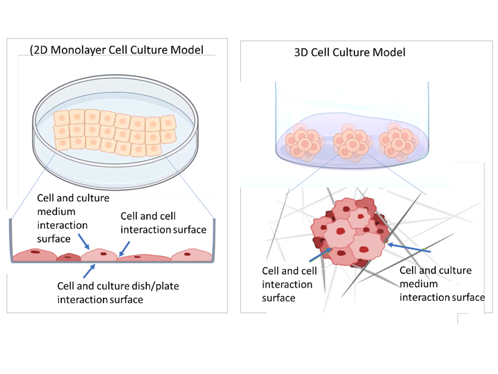 Development of Next Generation Dynamic Cell Culture Model: 3 ...